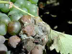 muffa del genere Penicillium in azione su un grappolo d'uva maturo