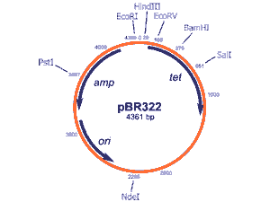 Plasmide pBR322 usato nella tecnologia del DNA ricombinante