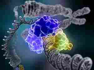 La DNA ligasi al lavoro sul doppio filamento di DNA