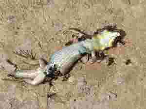 L'immagine evidenzia un geco morto attaccato da formiche