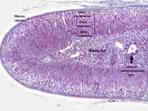 Ghiandola surrenale al microscopio che evidenzia tutti gli strati dal corticale al midollare