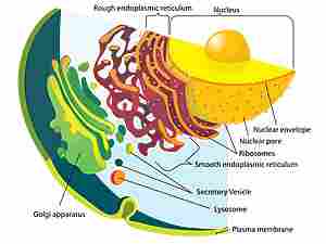 Nel disegno la membrana nucleare, il reticolo endoplasmatico collegato alla membrana nucleare, l'apparato del Golgi e varie vescicole