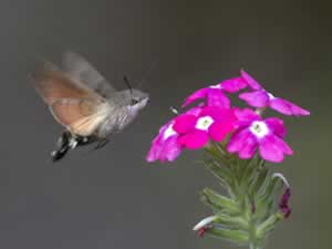 La foto mostra un esemplare di sfinge colibrì mentre succhia il nettare da un fiore di verbena