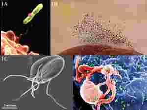 L'imagine si compone di quattro foto distinte: batterio intrappolato da ameba, muffa, protozoo, virus
