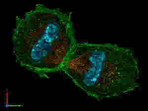 Telofase in cellula di topo. La foto è ottenuta grazie ad immunocolorazione. Le fibre del fuso sono arancioni, l'actina è verde mentre i cromtidi sono colorati in ciano 