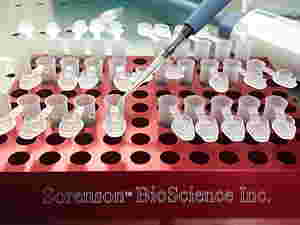 Distribuzione della soluzione da esaminare nei contenitori per PCR