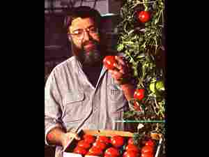 Un fisiologo vegetale paragona i suoi pomodori OGM con la varietà Endless Summer coltivata in Florida; entrambi contengono il gene bioingegnerizzato ACC sintasi