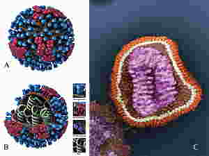 Ricostruzione e foto al microscopio elettronico del virus dell'influenza